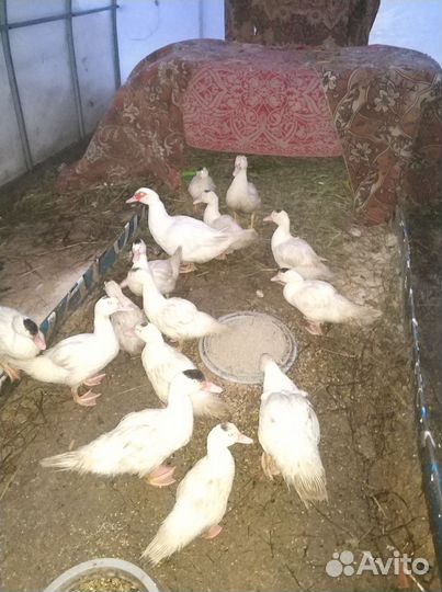 Утки муларды