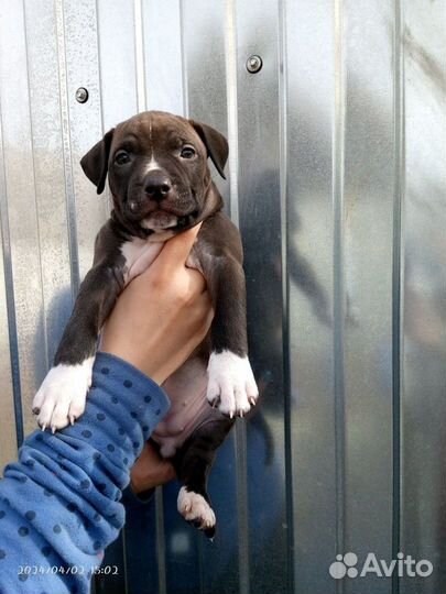 Щенки питбуля