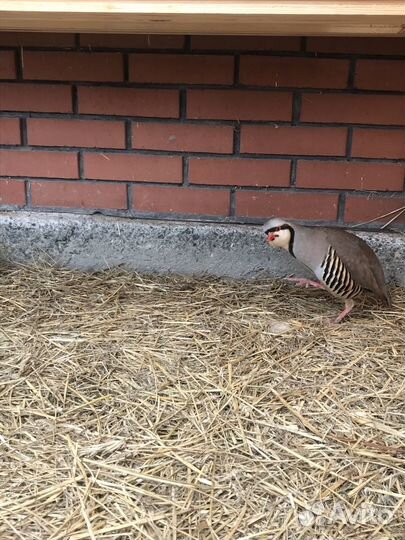 Горные куропатки (кеклики)