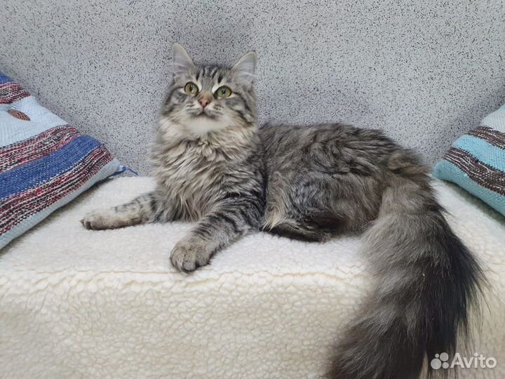 Кошка муся в добрые руки