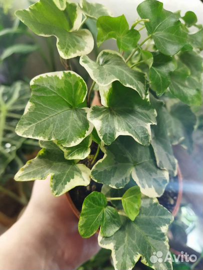 Хедера вариегатная, отростки