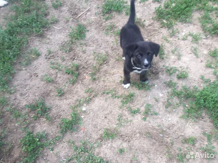 Отдам собаку в добрые руки