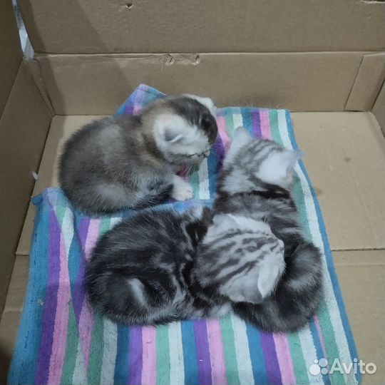 Котята шотландцы
