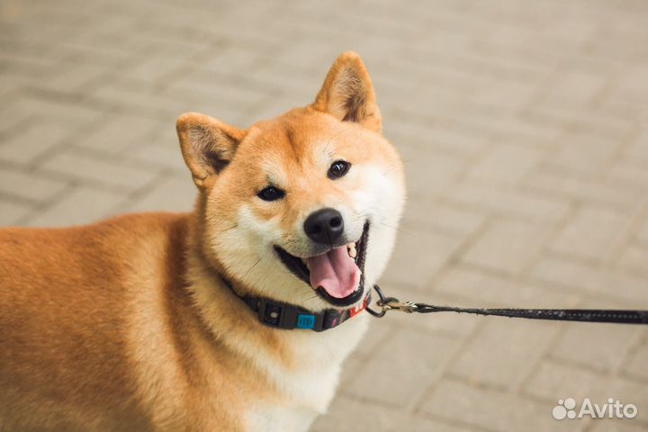 Вязка сиба ину