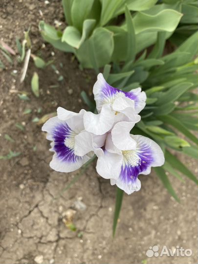 Ирис бордюрный, многолетник