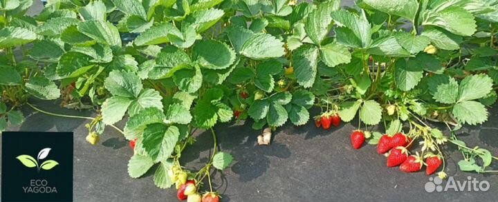 Рассада клубники Мурано