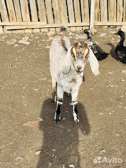 Козлята Нумбийские