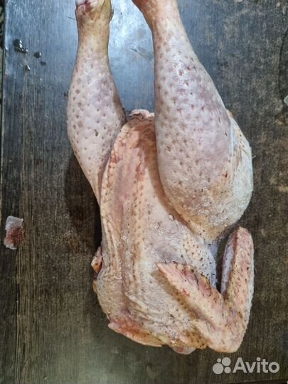 Утка-курица домашняя мясо