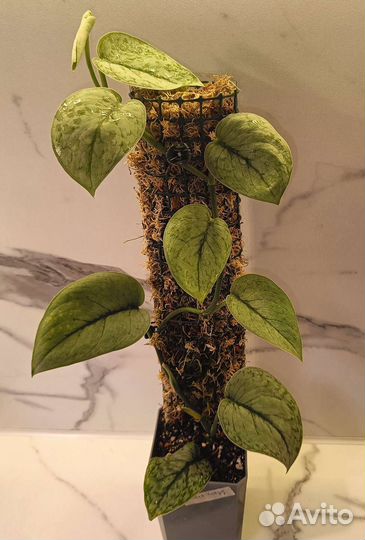 Сциндапсус Сильвер Клауд / silver cloud