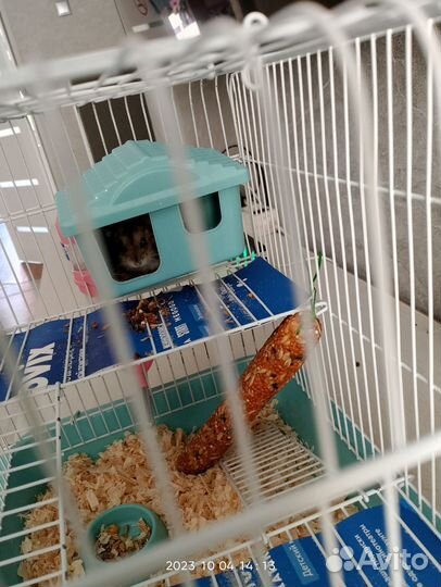 Хомяк с клеткой