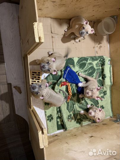 Американский булли