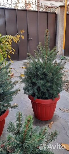 Кремлевские елки