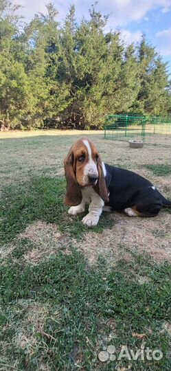Щенки бассета
