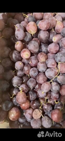 Виноград для вина