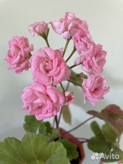 Пеларгония сортовая