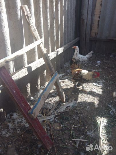 Петух и курочка