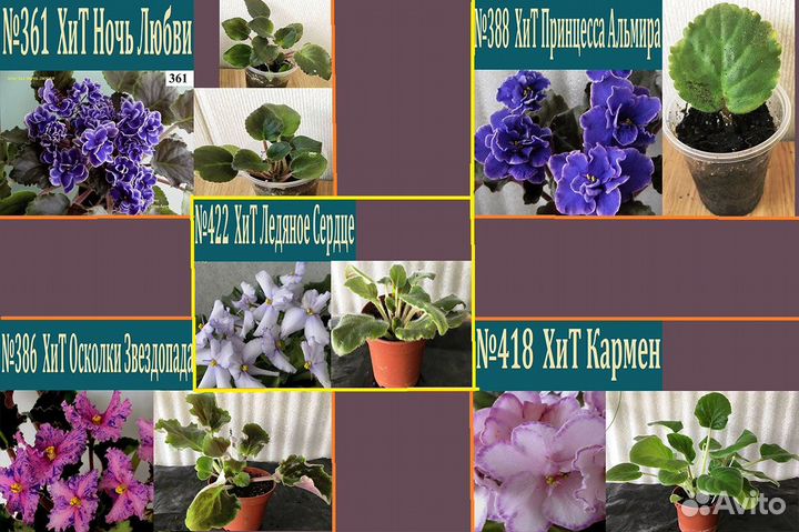 Сенполии : розетки, листы