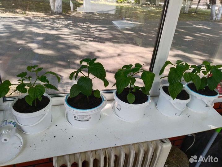 Рассада острого перца