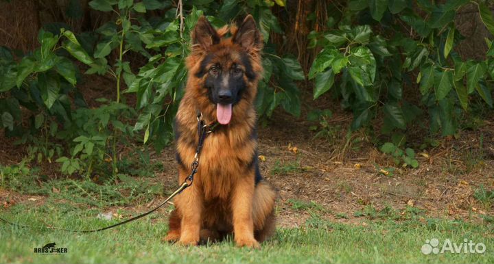 Сука- подросток немецкой овчарки д/ш