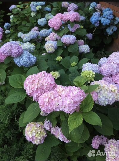 Гортензия саженцы