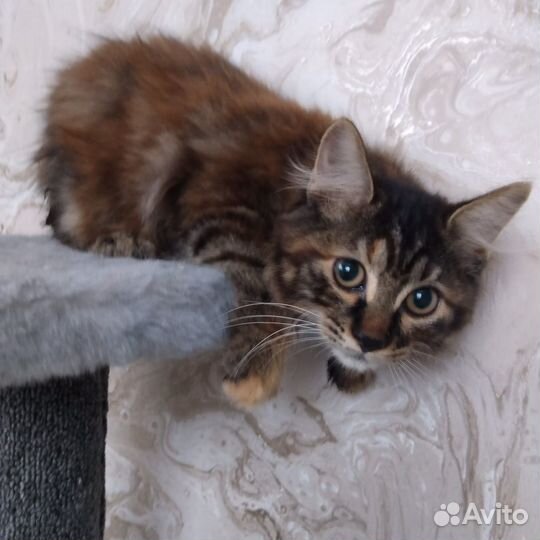 Курильский Бобтейл девочка три месяца