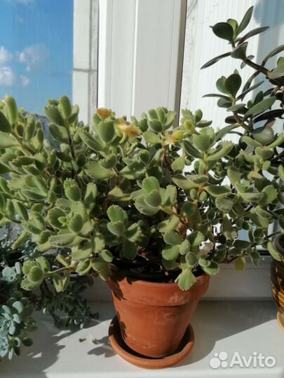 Суккуленты