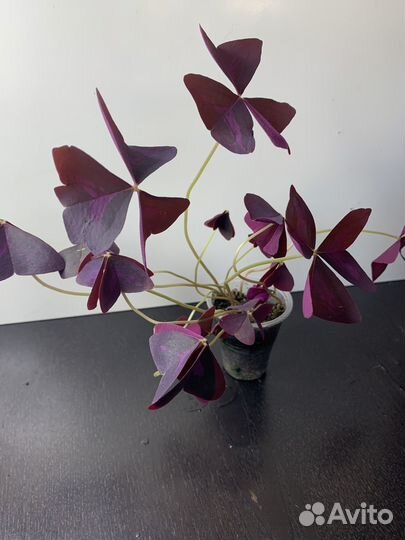 Кислица фиолетовая и шведский плющ