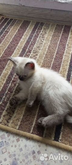 Отдам кошечку в добрые руки