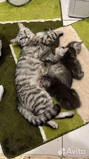 Отдам даром бесплатно в дар