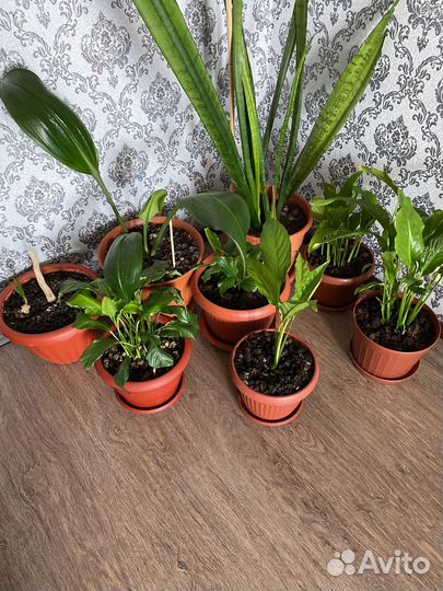 Комнатные цветы