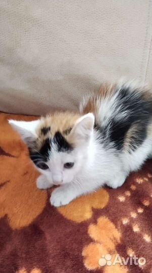 Кошки в добрые руки бесплатно