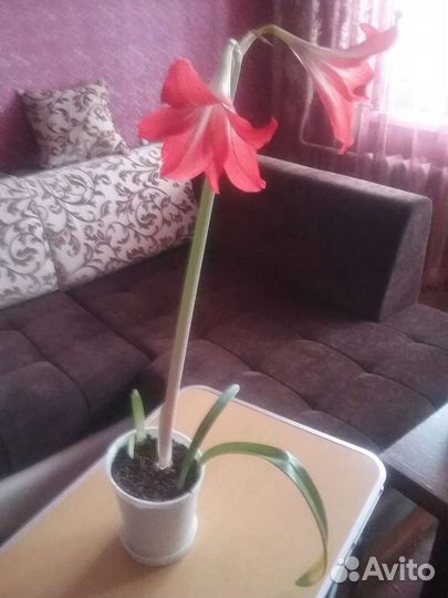 Гиппеаструм