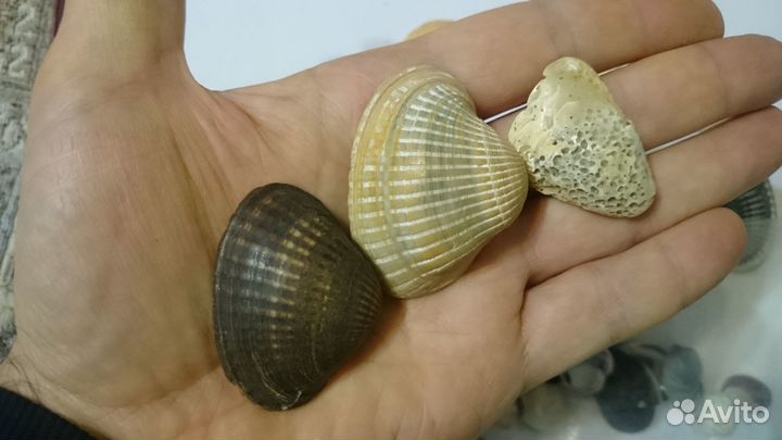 Ракушки камушки. Обмен