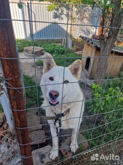 Западно сибирская лайка