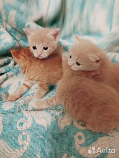 Котята невероятной красоты