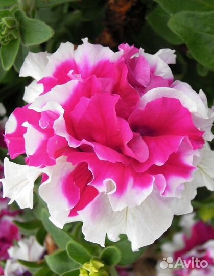 Петуния махровая (горшок 0,4л)