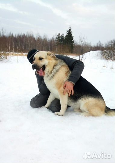 Щенки вео