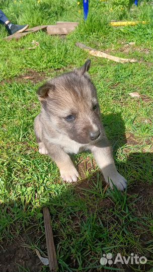 Щенки Хаски