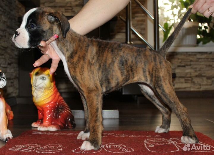 Щенки Немецкого Боксера - Расписные Малыши