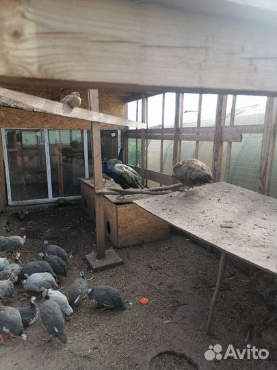 Павлины черноплечие