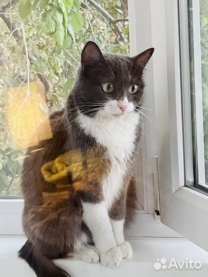 Кошка в дар