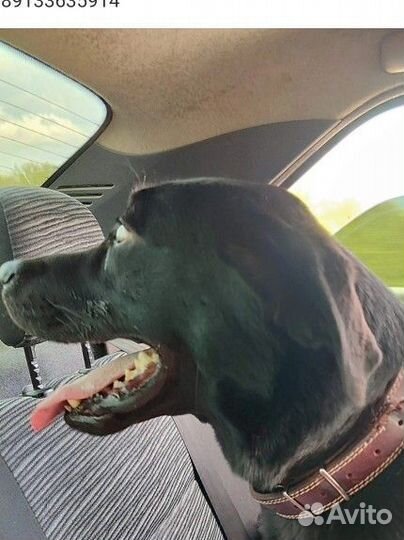 Собака кобель