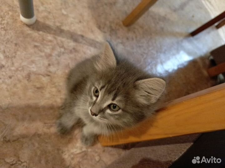 Котята в добрые руки девочки