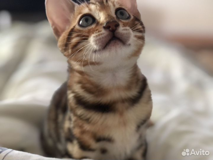 Бенгальский кот