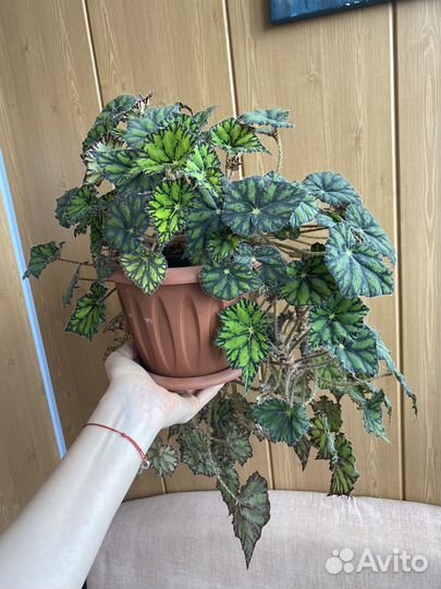 Бегония тигровая (Бауэра)