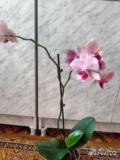 Орхидея фаленопсис Пират Пикоти