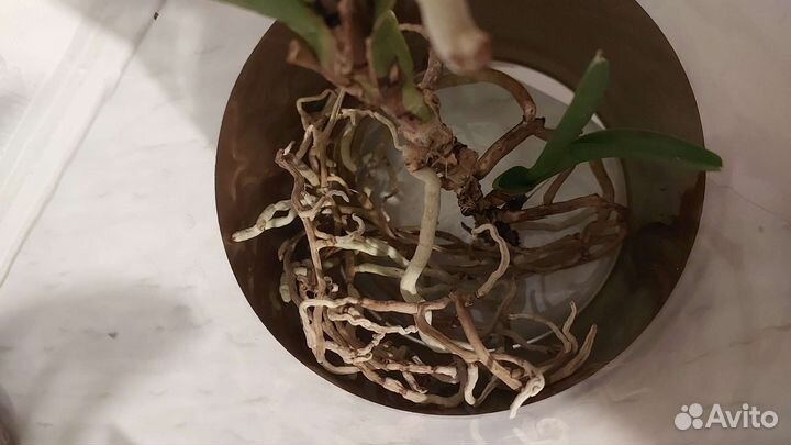 Орхидея Ванда