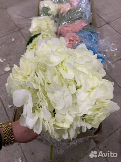 Гортензия из Колумбии