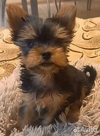 Йоркширский терьер мини девочка