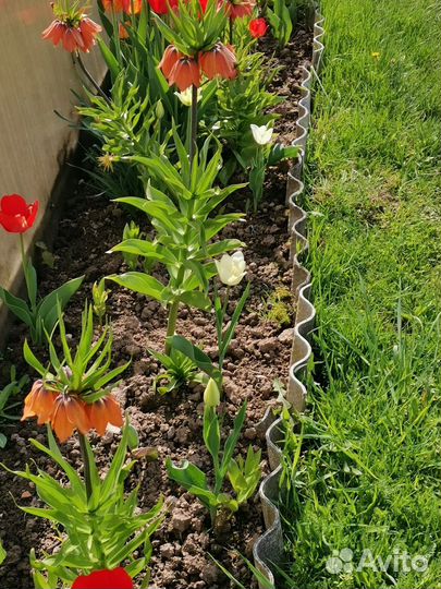 Фритиллярия(рябчик)